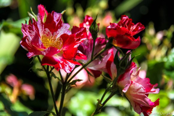 San Francisco things to do