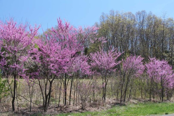 Eastern Redbuds