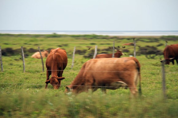 Galveston landscape