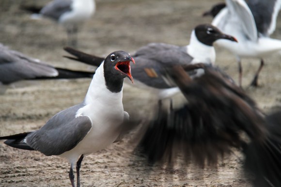 texas seagulls