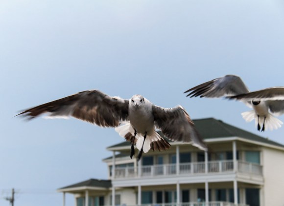 Texas seagulls