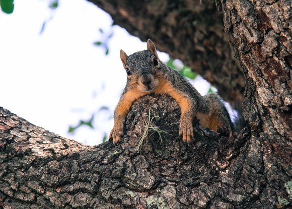 squirrel in a tree