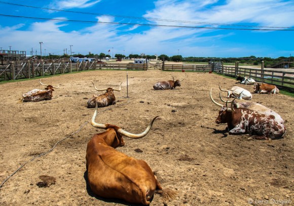 Fort Worth Sightseeing