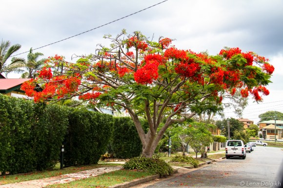 Brisbane sightseeing